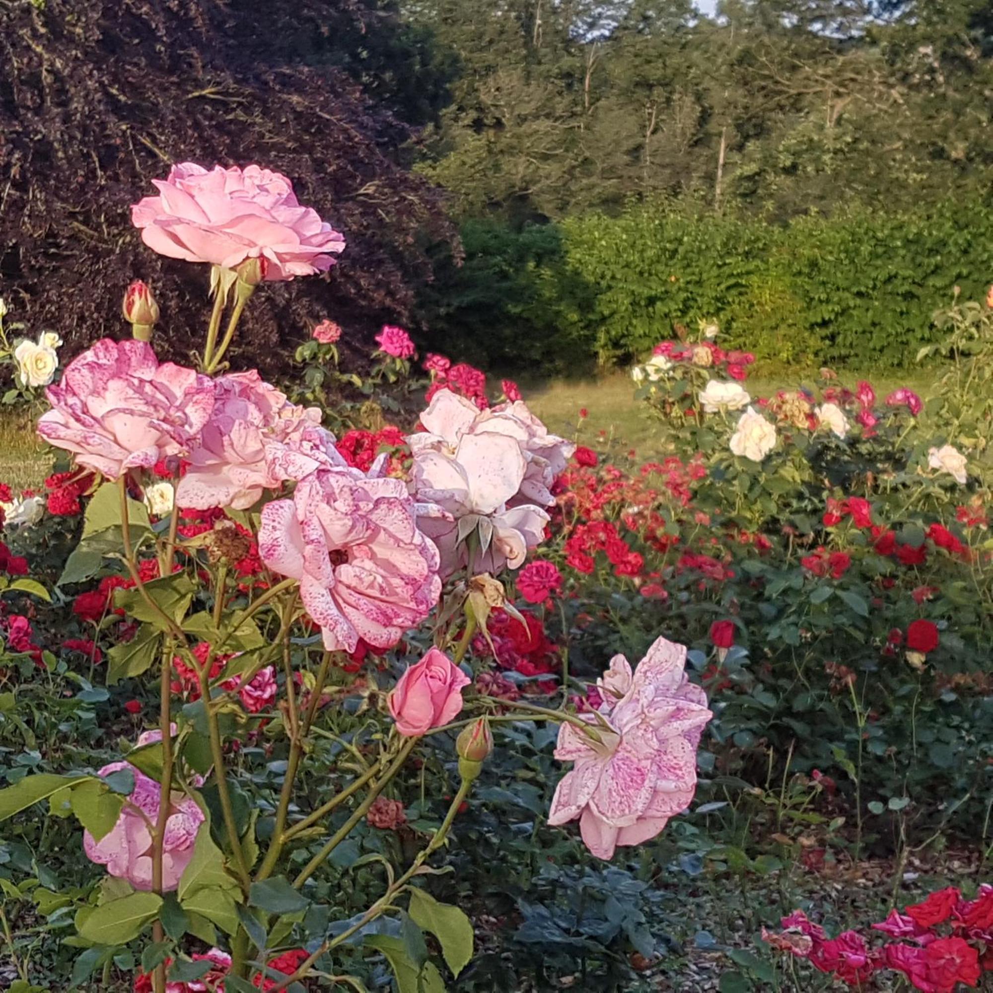 Domaine De La Chesnaie Bed & Breakfast Josselin Eksteriør bilde